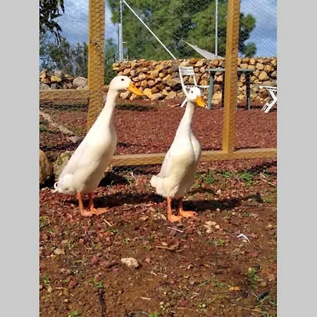 La Tagora Conect With The Nature & Relax בקתה *