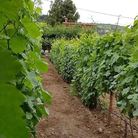 La Tagora En Icod De Vinos